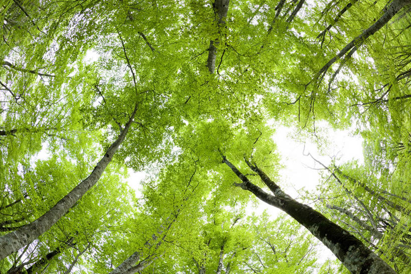 无人,横图,室外,白天,仰视,美景,树林,植物,秋田县,日本,亚洲,阴影,光线,影子,景观,枝条,树,树木,树枝,绿色,天空,阳光,自然,天,景色,生长,成长,自然风光,东亚,本州,本州岛,日本国,秋田,东北地方,虬枝,枝杈,彩图,低角度拍摄