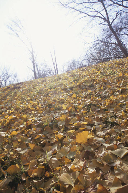 无人,竖图,室外,白天,仰视,美景,植物,叶子,神奈川,日本,亚洲,一堆,许多,阴影,堆叠,堆积,光线,影子,景观,草药,药草,枝条,神奈川县,很多,中药,树,树木,树叶,树枝,蓝色,绿色,蓝天,天空,阳光,自然,天,银杏叶,景色,生长,晴朗,成长,堆,自然风光,药材,中草药,东亚,中药材,本草,本州,万里无云,川崎,关东地方,本州岛,日本国,白果叶,虬枝,枝杈,叶片,晴空,晴空万里,彩图,低角度拍摄,川崎市