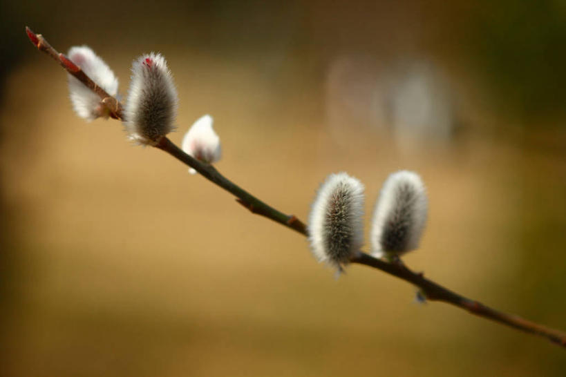 无人,横图,室外,特写,白天,正面,自由,美景,阴影,朦胧,模糊,光线,影子,景观,冬季,冬天,猫柳,枝条,树枝,阳光,自然,景色,生命,自然风光,银芽柳,棉花柳,银柳,冬日,虬枝,枝杈,彩图