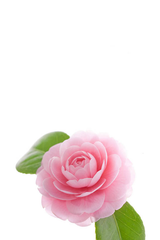 无人,竖图,俯视,室内,特写,白天,白色背景,山茶花,盛开,花蕾,花,花瓣,花朵,鲜花,一朵,粉色,花苞,花蕊,摄影,影棚,玉茗花,耐冬,海石榴,茶花,彩图,高角度拍摄,影棚拍摄,拍摄