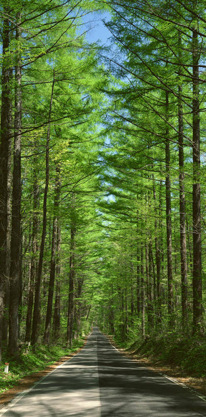 无人,竖图,室外,白天,消失点,仰视,旅游,度假,美景,森林,树林,植物,道路,路,阴影,光线,影子,景观,小路,交通,娱乐,树,树木,绿色,天空,阳光,自然,天,享受,休闲,景色,放松,生长,成长,自然风光,彩图,低角度拍摄,没影点,灭点