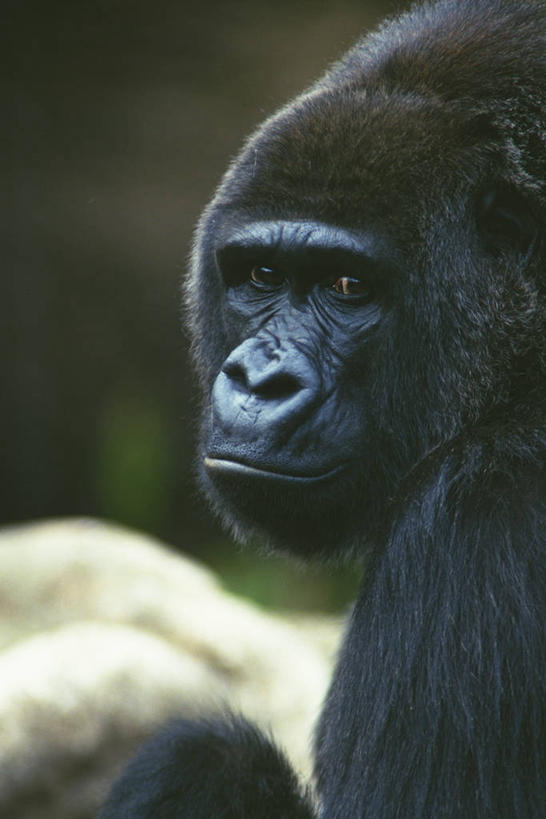 头,无人,坐,竖图,室外,特写,白天,侧面,美景,哺乳动物,野生动物,猩猩,阴影,朦胧,模糊,光线,影子,景观,扭头,注视,一只,阳光,自然,动物,观察,看,转头,景色,观看,察看,关注,自然风光,大猩猩,金刚猩猩,头部,坐着,半身,彩图