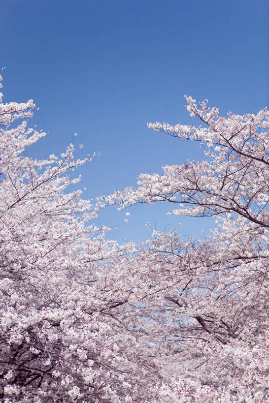 无人,竖图,室外,白天,仰视,幸福,纯洁,美景,樱花,奈良县,日本,亚洲,阴影,盛开,光线,影子,景观,花蕾,花,花瓣,花朵,鲜花,粉色,蓝色,蓝天,天空,阳光,自然,天,花苞,花蕊,景色,晴朗,等待,生命,自然风光,东亚,本州,万里无云,本州岛,日本国,近畿地方,奈良,近畿,仙樱花,福岛樱,青肤樱,高尚,热烈,晴空,晴空万里,荆桃,彩图,低角度拍摄,吉野郡