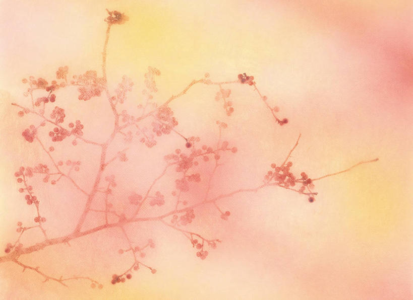 无人,横图,室内,特写,白天,正面,枫树,阴影,朦胧,模糊,反射,影子,枝条,树枝,摄影,影棚,槭树,糖枫,糖槭,糖槭树,虬枝,枝杈,彩图,影棚拍摄,拍摄