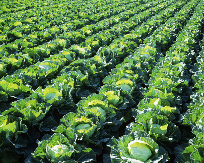 无人,农田,横图,俯视,室外,白天,庄稼,农作物,美景,蔬菜,椰菜,卷心菜,神奈川,日本,亚洲,一排,许多,阴影,新鲜,整齐,并列,并排,光线,影子,景观,食品,神奈川县,很多,食物,排列,阳光,自然,甘蓝,景色,有机食品,绿色食品,队列,自然风光,平行,东亚,本州,关东地方,本州岛,日本国,甘蓝菜,结球甘蓝,甘兰,包心菜,彩图,高角度拍摄,耕地,庄稼田,三浦半岛,圆白菜