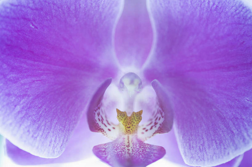 无人,横图,室外,特写,白天,正面,微距,蝴蝶兰,盛开,花蕾,花,花瓣,花朵,鲜花,一朵,紫色,花苞,花蕊,蝶兰,兰中皇后,兰花,彩图,微距摄影,兰花之后,台湾蝴蝶兰