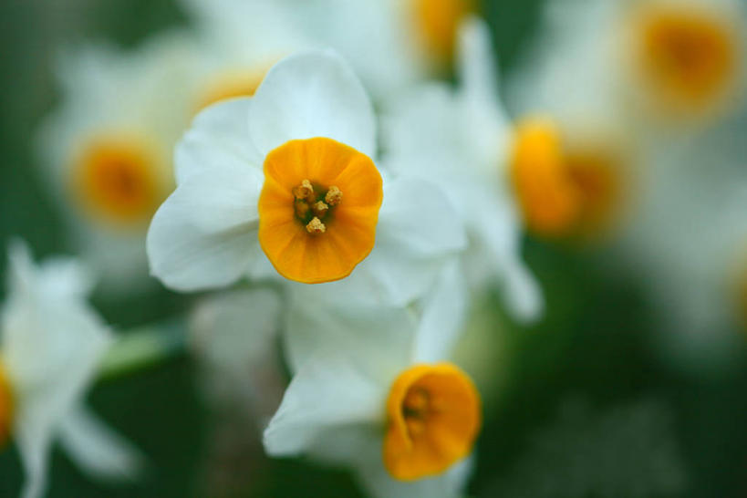 无人,横图,室外,特写,白天,正面,爱情,陶醉,花海,花圃,美景,植物,水仙花,叶子,阴影,朦胧,模糊,盛开,光线,影子,景观,花蕾,花,花瓣,花朵,花卉,鲜花,黄色,绿色,白色,阳光,自然,花丛,花束,花田,花苞,花蕊,景色,自然风光,记忆,金盏银台,玉玲珑,女史花,雅蒜,天蒜,敬意,自恋,黄水仙,喇叭水仙,凌波仙子,水仙,天葱,彩图