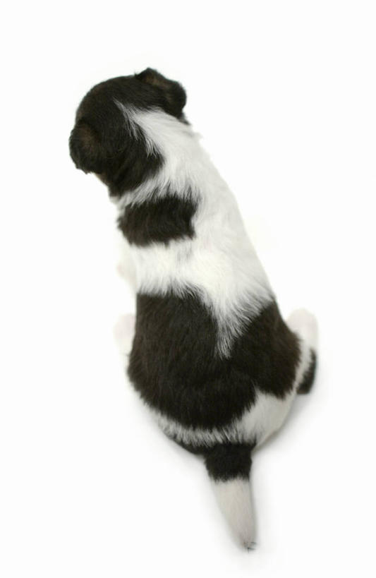 无人,坐,竖图,俯视,室内,特写,白天,白色背景,宠物,狗,阴影,反射,影子,一只,动物,可爱,摄影,影棚,猎狐犬,忠诚,英国猎狐犬,犬,坐着,彩图,高角度拍摄,全身,影棚拍摄,拍摄