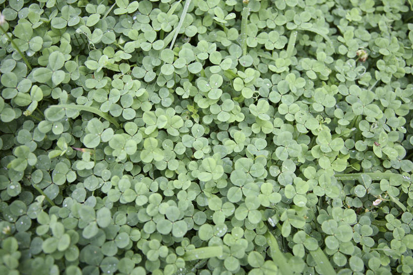 无人,横图,俯视,室外,特写,白天,幸福,美景,阴影,新鲜,光线,影子,景观,三叶草,绿色,阳光,自然,景色,青春,生命,自然风光,和平,安详,车轴草,苜蓿,冷色,彩图,高角度拍摄