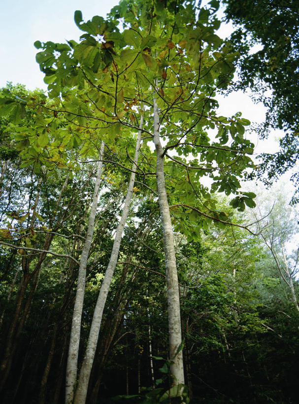 无人,竖图,室外,白天,仰视,旅游,度假,美景,树林,植物,玉兰花,北海道,日本,亚洲,阴影,光线,影子,景观,枝条,娱乐,树,树木,树枝,蓝色,绿色,蓝天,天空,阳光,自然,天,享受,休闲,景色,放松,生长,晴朗,成长,自然风光,东亚,辛夷,万里无云,日本国,北海道地方,北海道岛,木兰花,虻田郡,虬枝,枝杈,晴空,晴空万里,玉兰,应春花,木兰,白玉兰,玉树,彩图,低角度拍摄,胆振综合振兴局,后志综合振兴局,振兴局,二世古町,二世谷町,望春,胆振支厅,道央,玉堂春