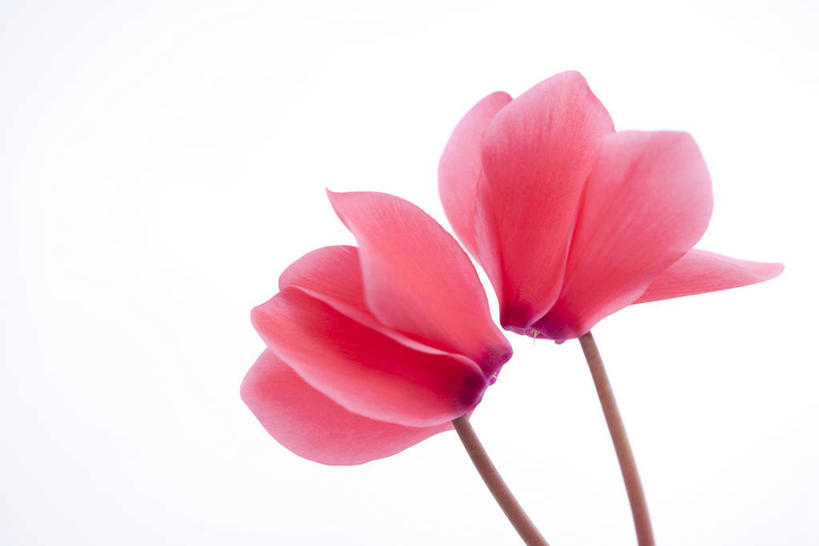 无人,横图,室内,特写,白天,白色背景,正面,阴影,盛开,反射,影子,花蕾,花,花瓣,花朵,鲜花,两朵,红色,花苞,花蕊,摄影,影棚,仙客来,萝卜海棠,兔耳花,兔子花,一品冠,篝火花,翻瓣莲,彩图,影棚拍摄,拍摄