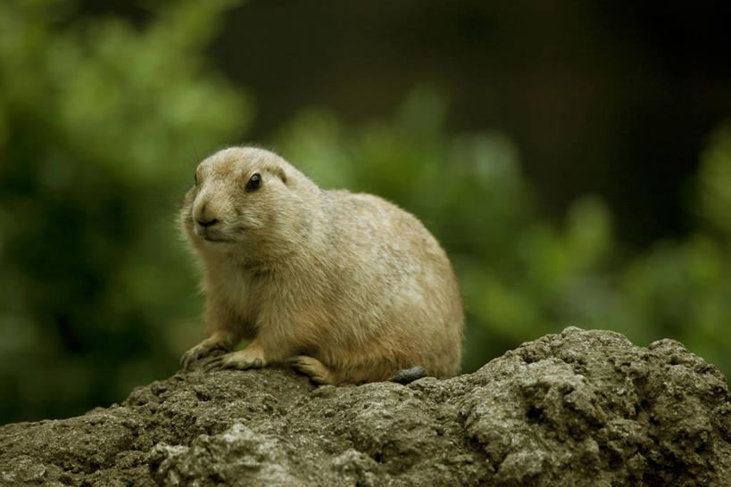 无人,坐,横图,室外,白天,侧面,美景,植物,野生动物,阴影,朦胧,模糊,光线,影子,景观,枝条,注视,树,树木,树枝,一只,绿色,阳光,自然,动物,观察,看,景色,可爱,活泼,生长,成长,观看,察看,关注,自然风光,土拨鼠,旱獭,天竺鼠,黑尾草原犬鼠,黑尾牧鼠,黑尾土拨鼠,虬枝,枝杈,坐着,彩图,全身