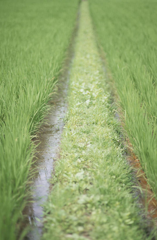 无人,农田,竖图,俯视,室外,特写,白天,庄稼,农作物,美景,神奈川,日本,亚洲,阴影,朦胧,模糊,光线,影子,景观,横滨,横滨市,神奈川县,阳光,自然,景色,自然风光,东亚,本州,首府,关东地方,本州岛,日本国,彩图,高角度拍摄,耕地,庄稼田