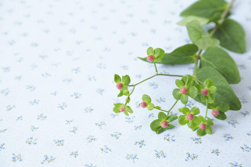 无人,横图,俯视,室内,特写,白天,水果,叶子,阴影,新鲜,反射,影子,生食,食品,果实,绿叶,枝条,金丝桃,树枝,食物,嫩叶,有机食品,绿色食品,弟切草,土连翘,虬枝,枝杈,复仇,叶,叶片,彩图,高角度拍摄