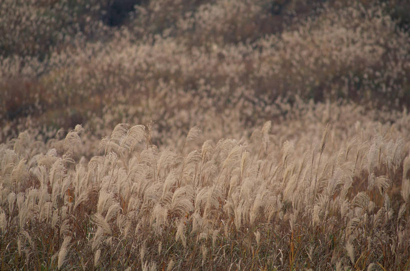 无人,横图,室外,白天,正面,美景,植物,阴影,枯萎,光线,影子,景观,枯草,芒草,草,黄色,阳光,自然,景色,自然风光,五节芒,管草,管芒,寒芒,彩图