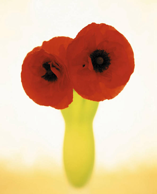 无人,竖图,俯视,室内,特写,白天,白色背景,植物,罂粟,盛开,草药,花蕾,中药,花,花瓣,花朵,鲜花,两朵,红色,花苞,花蕊,摄影,影棚,毒品,药材,中草药,中药材,本草,止痛,镇静,安眠,红罂粟,罂粟花,米囊花,彩图,高角度拍摄,影棚拍摄,拍摄