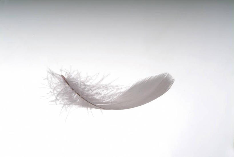 无人,横图,室内,特写,白天,白色背景,正面,静物,羽毛,一片,轻盈,柔软,白色,摄影,影棚,轻柔,彩图,影棚拍摄,拍摄