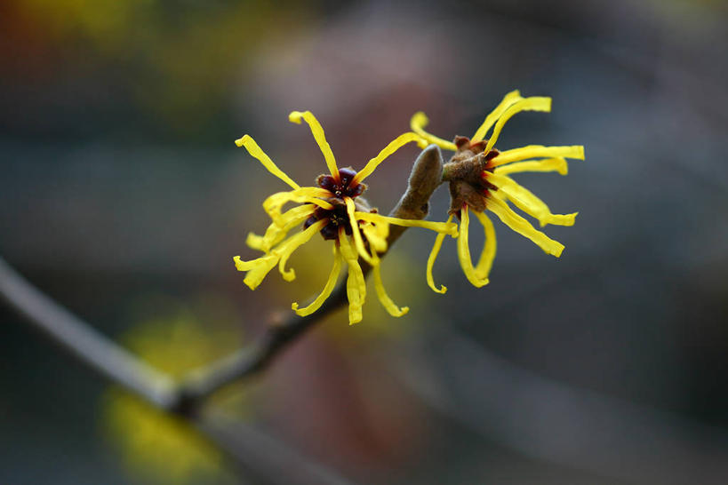 无人,横图,室外,特写,白天,正面,美景,植物,阴影,朦胧,模糊,盛开,光线,影子,景观,枝条,花蕾,花,花瓣,花朵,鲜花,树,树木,树枝,黄色,绿色,阳光,自然,花苞,花蕊,景色,生长,成长,灵感,自然风光,金缕梅,木里香,牛踏果,虬枝,枝杈,彩图
