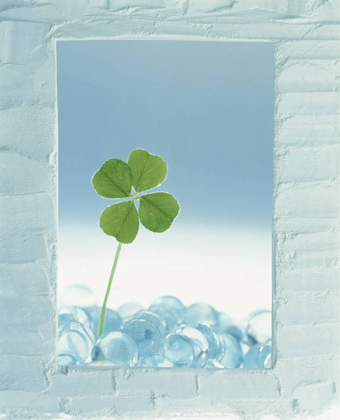 无人,竖图,室内,特写,白天,正面,自由,叶子,石膏,相框,一片,纹路,纹理,绿叶,四叶草,水晶,幸运草,蓝色,白色,嫩叶,和平,肌理,牛角花,统一,水晶制品,团结,幸运,叶,叶片,熟石膏,彩图,灰膏