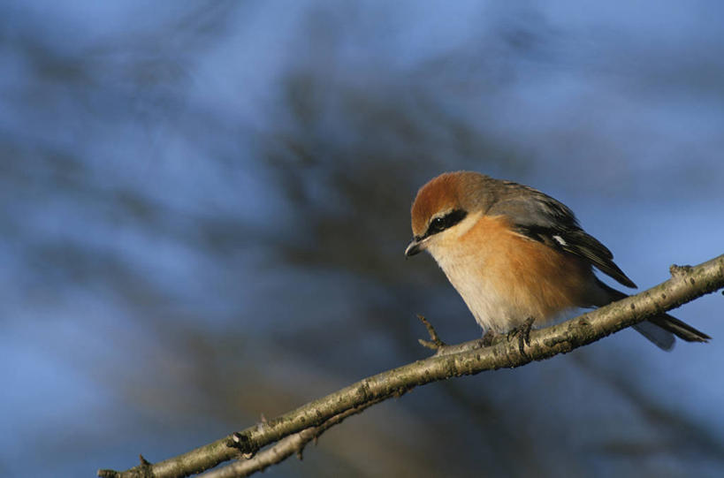 无人,站,横图,室外,特写,白天,仰视,美景,树林,植物,鸟,阴影,朦胧,模糊,光线,鸟类,影子,景观,枝条,注视,树,树木,树枝,一只,绿色,阳光,自然,观察,看,站着,景色,生长,成长,观看,察看,关注,自然风光,虬枝,枝杈,百舌,反舌,鸫鸟,黑鸫,乌鸫,黑鸫鸟,乌鸪,中国黑鸫,站立,彩图,低角度拍摄,全身