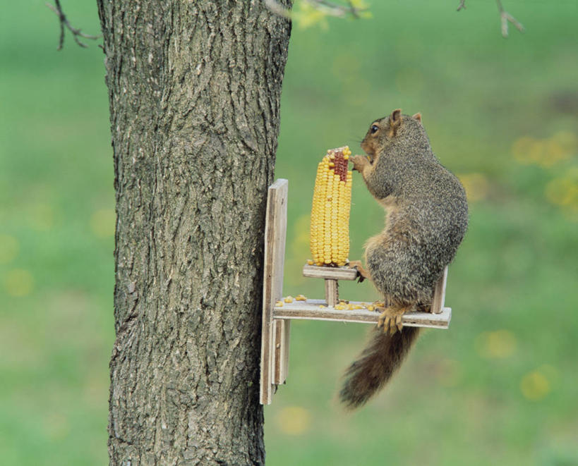 无人,站,吃,横图,室外,白天,玉米,美景,船,野生动物,蔬菜,美国,握,阴影,朦胧,模糊,新鲜,光线,棒子,影子,景观,玉蜀黍,食品,注视,食物,一只,背面,阳光,自然,动物,松鼠,观察,看,站着,景色,可爱,握着,军舰,活泼,有机食品,绿色食品,观看,苞米,察看,北美,北美洲,关注,自然风光,美洲,苞芦,海军,战舰,战列舰,美军,军用战舰,苞谷,战船,爱荷华战列舰,爱荷华号战列舰,北亚美利加洲,亚美利加洲,包谷,大蜀黍,番麦,薏米包,玉高粱,玉麦,珍珠米,嚼,食,站立,彩图,全身,美利坚合众国