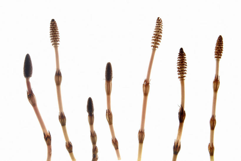 无人,横图,室内,特写,白天,白色背景,正面,一排,整齐,并列,并排,排列,马尾,摄影,影棚,队列,平行,问荆,接续草,公母草,搂接草,空心草,马蜂草,猪鬃草,黄蚂草,节节草,接骨草,彩图,影棚拍摄,拍摄,木贼,马尾植物