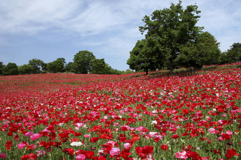 无人,横图,室外,白天,正面,旅游,度假,草地,草坪,花海,花圃,美景,树林,植物,罂粟,叶子,日本,亚洲,阴影,盛开,光线,影子,景观,云,云朵,花蕾,云彩,娱乐,虞美人,草,花,花瓣,花朵,花卉,鲜花,树,树木,蓝色,绿色,白云,蓝天,天空,阳光,自然,花丛,花束,花田,天,花苞,花蕊,享受,休闲,景色,放松,生长,晴朗,成长,安慰,自然风光,东亚,日本国,丽春花,赛牡丹,生离,顺从,死别,慰问,晴空,罂粟花,米囊花,彩图,仙女蒿,虞美人草
