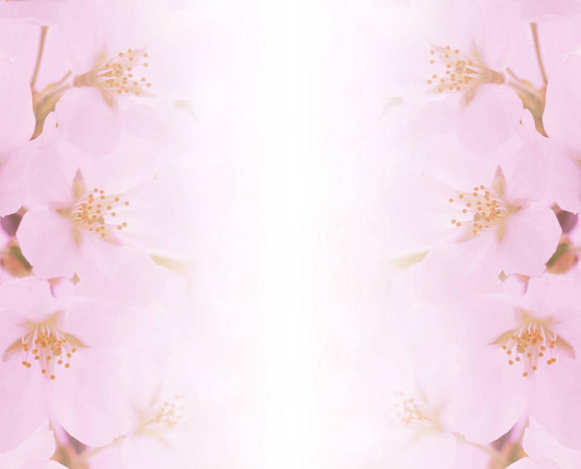 无人,横图,室内,特写,白天,正面,幸福,纯洁,樱花,盛开,花蕾,花,花瓣,花朵,鲜花,粉色,花苞,花蕊,等待,生命,仙樱花,福岛樱,青肤樱,高尚,热烈,荆桃,彩图