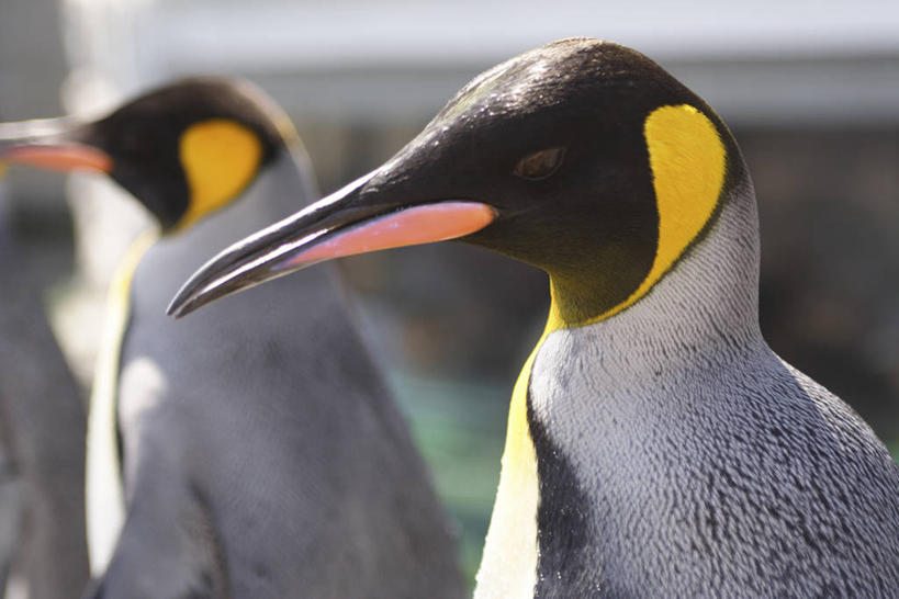 头,无人,站,横图,室外,特写,白天,侧面,美景,企鹅,野生动物,阴影,朦胧,模糊,光线,影子,景观,注视,阳光,自然,动物,观察,看,站着,两只,景色,可爱,活泼,观看,察看,关注,自然风光,国王企鹅,王企鹅,头部,站立,半身,彩图