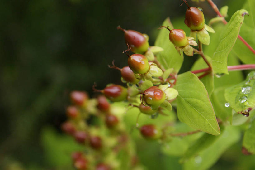 无人,横图,室外,特写,白天,正面,美景,水,植物,露水,阴影,朦胧,模糊,透明,光线,液体,影子,景观,水滴,草药,药草,中药,水珠,阳光,自然,露珠,景色,生机,剔透,自然风光,药材,中草药,本草,灵动,通明,贯叶连翘,圣约翰草,千层楼,贯叶金丝桃,彩图,晶莹