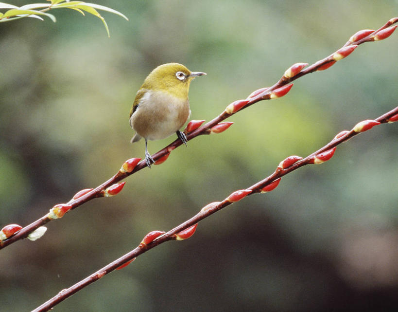无人,站,横图,室外,特写,白天,正面,自由,美景,树林,植物,鸟,神奈川,日本,亚洲,阴影,朦胧,模糊,光线,鸟类,影子,景观,猫柳,神奈川县,注视,树,树木,一只,绿色,阳光,自然,动物,观察,看,站着,景色,可爱,活泼,生长,成长,观看,察看,生命,关注,自然风光,东亚,暗绿绣眼鸟,本州,关东地方,本州岛,日本国,银芽柳,棉花柳,银柳,绣眼,绣眼儿,绣眼鸟,白日眶,观赏鸟,站立,彩图,全身