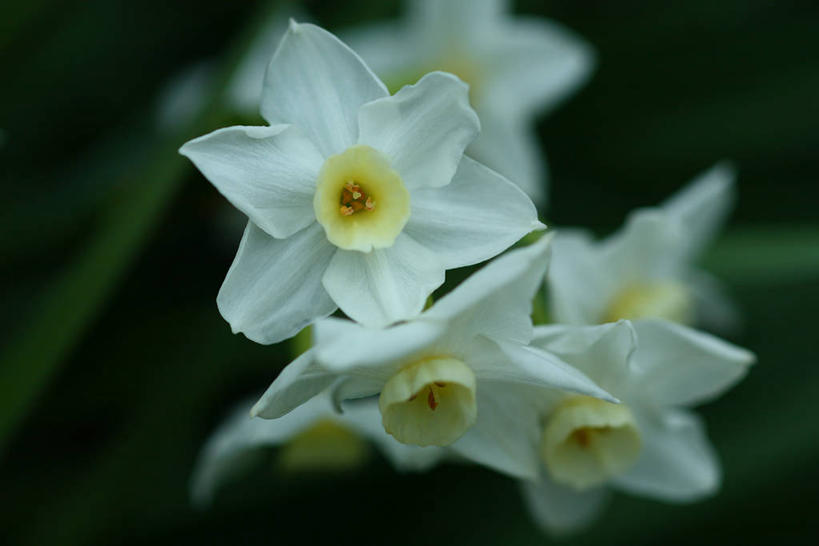 无人,横图,室外,特写,白天,正面,爱情,陶醉,美景,水仙花,阴影,朦胧,模糊,盛开,光线,影子,景观,花蕾,花,花瓣,花朵,鲜花,白色,阳光,自然,花苞,花蕊,景色,自然风光,记忆,金盏银台,玉玲珑,女史花,雅蒜,天蒜,敬意,自恋,黄水仙,喇叭水仙,凌波仙子,水仙,天葱,彩图