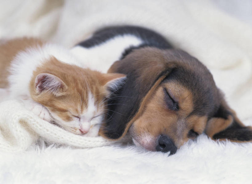 无人,闭眼,睡,横图,室内,白天,正面,地毯,宠物,狗,猫,阴影,朦胧,模糊,装饰,编织,反射,影子,手工艺品,织物,猎犬,动物,工艺品,趴着,两只,可爱,华丽,修饰,点缀,猫咪,忠诚,衬托,美观,雅致,雅观,犬,闭眼睛,闭着眼,闭着眼睛,困,困觉,趴,寝息,睡觉,半身,彩图,小猎犬