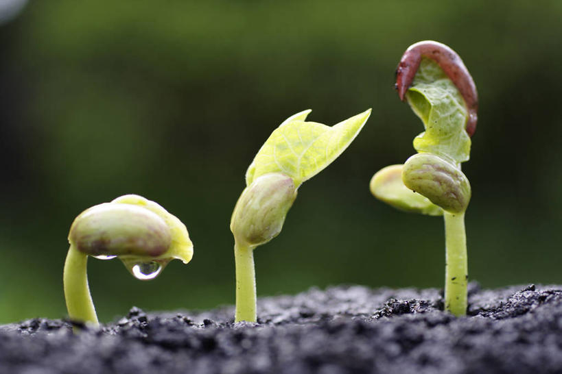 无人,横图,室外,特写,白天,正面,美景,阴影,朦胧,模糊,光线,影子,景观,豆芽,发芽,阳光,自然,景色,自然风光,豆芽菜,芽苗菜,抽芽,彩图