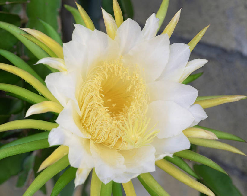 无人,横图,室内,特写,白天,正面,美景,阴影,盛开,反射,影子,景观,花蕾,花,花瓣,花朵,鲜花,一朵,白色,自然,花苞,花蕊,景色,自然风光,昙花,永恒,短暂,瞬间,刹那,鬼仔花,韦陀花,月下美人,夜会草,彩图