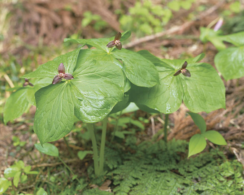 无人,横图,室外,特写,白天,正面,美景,植物,叶子,阴影,朦胧,模糊,光线,纹理,影子,景观,绿叶,草药,药草,中药,绿色,阳光,自然,嫩叶,景色,自然风光,药材,中草药,中药材,本草,延龄草,肌理,尸儿七,芋儿七,叶,叶片,叶脉,彩图