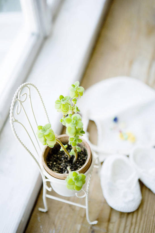 无人,竖图,俯视,室内,特写,白天,植物,窗户,地板,椅子,花盆,阴影,朦胧,模糊,反射,盆栽,影子,陶瓷,盆景,陶瓷制品,地面,围兜,木地板,玻璃窗,绿色,自然,餐巾,容器,生长,成长,储藏,储存,口水巾,食饭兜,婴儿围脖,婴儿围兜,彩图,高角度拍摄,贮存