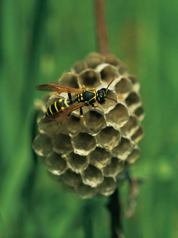 无人,竖图,室外,特写,白天,正面,美景,阴影,朦胧,模糊,光线,昆虫,蜂巢,蜂窝,影子,景观,一只,阳光,自然,动物,景色,自然风光,黄蜂,益虫,胡蜂,马蜂,蚂蜂,彩图,全身