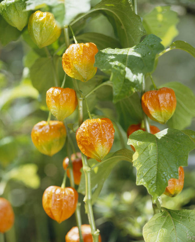 无人,竖图,室外,特写,白天,正面,美景,植物,叶子,阴影,朦胧,模糊,盛开,光线,纹理,影子,景观,绿叶,花蕾,花,花瓣,花朵,鲜花,绿色,阳光,自然,花苞,花蕊,嫩叶,景色,自然风光,冬樱花,肌理,悸动,冬海棠,高盆樱,叶,叶片,叶脉,彩图