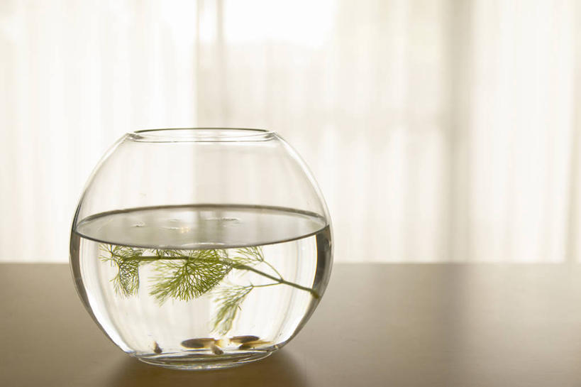 游泳,无人,横图,室内,特写,白天,正面,植物,叶子,玻璃,阴影,朦胧,模糊,反射,金鱼,鱼,影子,水草,绿叶,鱼缸,鱼类,玻璃制品,自然,嫩叶,生长,五条,成长,水生动物,水生物,观赏鱼,金鲫鱼,泅水,拍浮,叶,叶片,彩图,全身,淡水生物