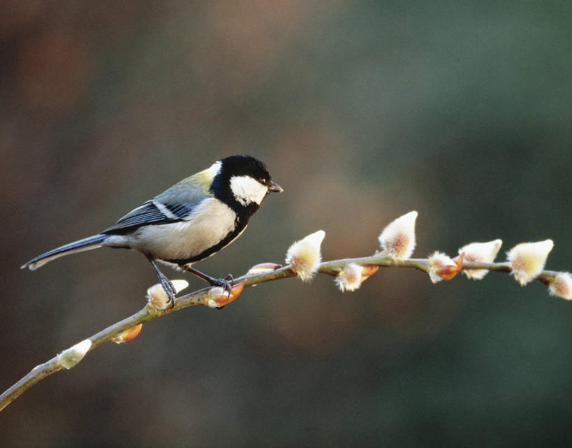 无人,站,横图,室外,特写,白天,侧面,自由,美景,鸟,朦胧,模糊,鸟类,山雀,景观,猫柳,枝条,注视,树枝,一只,自然,观察,看,站着,景色,观看,察看,生命,关注,自然风光,银芽柳,棉花柳,银柳,虬枝,枝杈,白脸山雀,大山雀,站立,彩图,全身