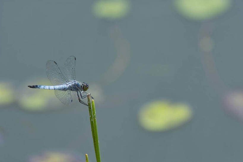 无人,横图,室外,特写,白天,侧面,草地,美景,植物,伸展,张开,展翅,朦胧,模糊,翅膀,蜻蜓,昆虫,景观,停留,草,一只,绿色,自然,动物,景色,停止,自然风光,猫猫丁,咪咪洋,蚂螂,河嘻嘻,益虫,张开翅膀,逗留,停顿,展开翅膀,彩图,全身