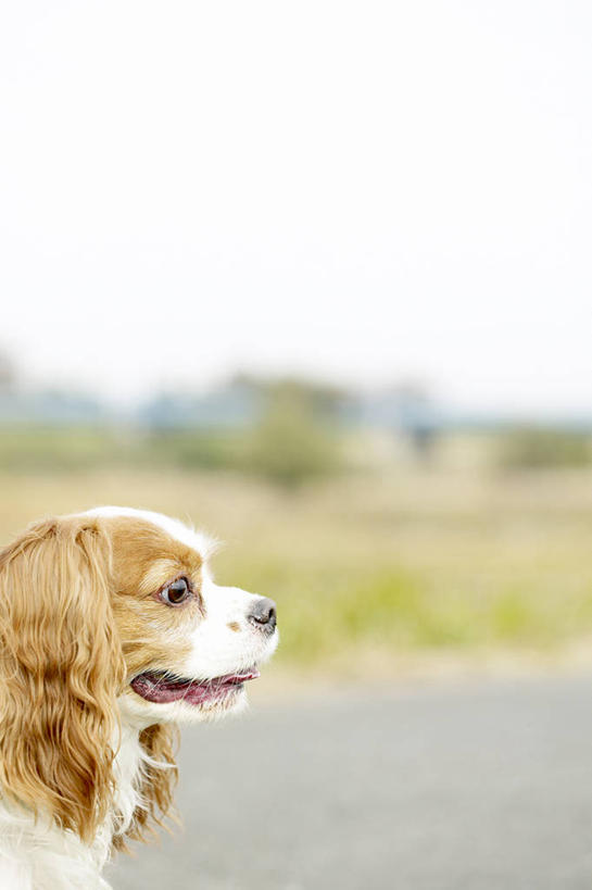 无人,站,竖图,室外,白天,侧面,草地,草坪,植物,宠物,狗,朦胧,模糊,注视,骑士查理王猎犬,草,树,树木,一只,绿色,天空,自然,动物,天,观察,看,站着,可爱,生长,成长,观看,察看,关注,查理士王小猎犬,查理王小猎犬,骑士查理王犬,犬,站立,半身,彩图