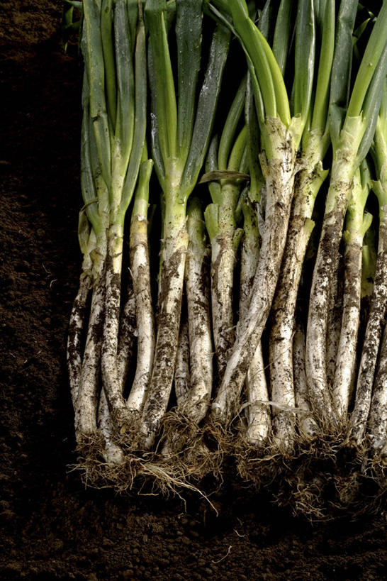 无人,竖图,俯视,室内,特写,白天,蔬菜,一排,许多,阴影,新鲜,整齐,并列,并排,反射,影子,泥土,土壤,葱,青葱,食品,很多,食物,排列,绿色,白色,摄影,有机食品,绿色食品,影棚,队列,平行,韭葱,彩图,高角度拍摄,影棚拍摄,拍摄