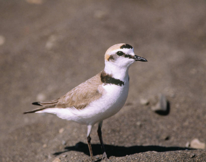 无人,站,横图,室外,特写,白天,侧面,石头,美景,沙滩,鸟,阴影,朦胧,模糊,光线,鸟类,沙子,石子,影子,海岸,景观,沙地,注视,一只,阳光,自然,观察,看,站着,景色,观看,察看,关注,自然风光,鸻,环颈鸻,涉禽,海滩,石块,站立,彩图,全身