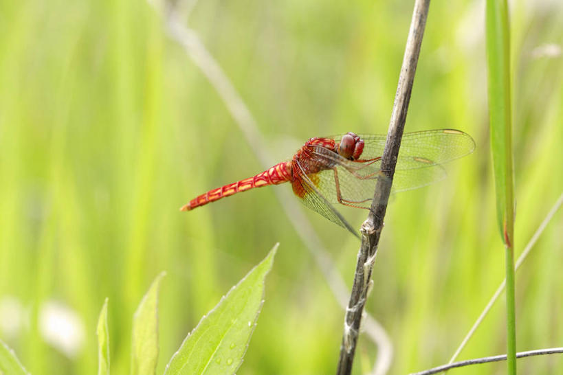 无人,横图,室外,特写,白天,侧面,美景,植物,叶子,朦胧,模糊,蜻蜓,昆虫,景观,绿叶,停留,一只,红色,绿色,自然,动物,嫩叶,景色,红蜻蜓,生长,成长,停止,自然风光,猫猫丁,咪咪洋,蚂螂,河嘻嘻,益虫,逗留,停顿,叶,叶片,彩图,全身