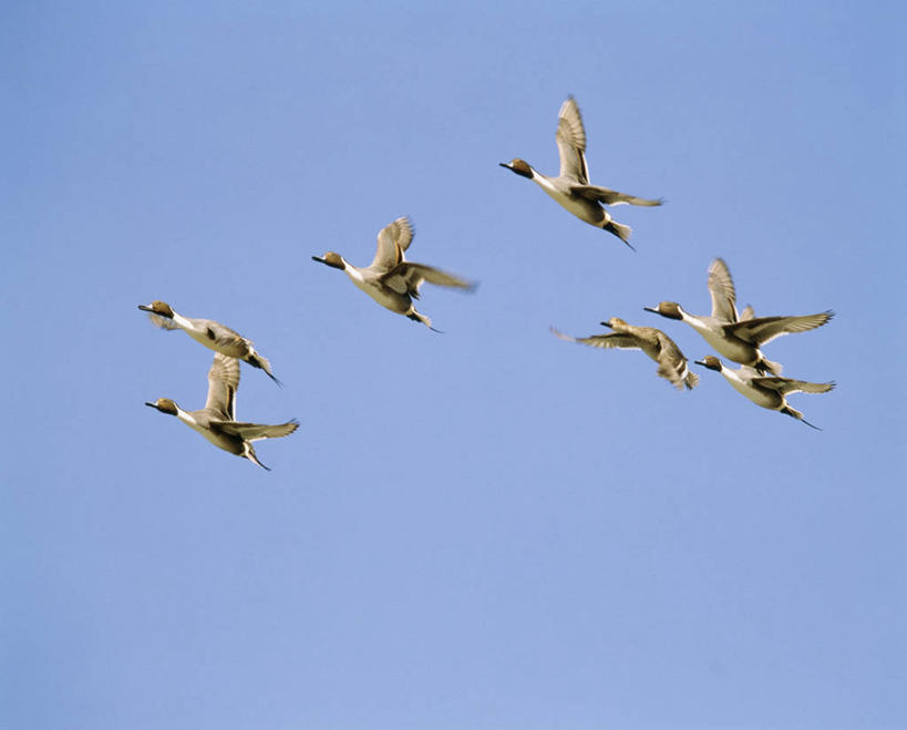 无人,横图,室外,白天,仰视,美景,鸟,北海道,日本,亚洲,一群,许多,飞翔,伸展,张开,展翅,阴影,飞行,光线,翅膀,鸟类,影子,景观,很多,翱翔,飞,蓝色,蓝天,天空,阳光,自然,天,景色,晴朗,自然风光,东亚,张开翅膀,万里无云,日本国,北海道地方,北海道岛,长闹,长尾凫,拖枪鸭,针尾鸭,中鸭,展开翅膀,晴空,晴空万里,彩图,低角度拍摄,全身