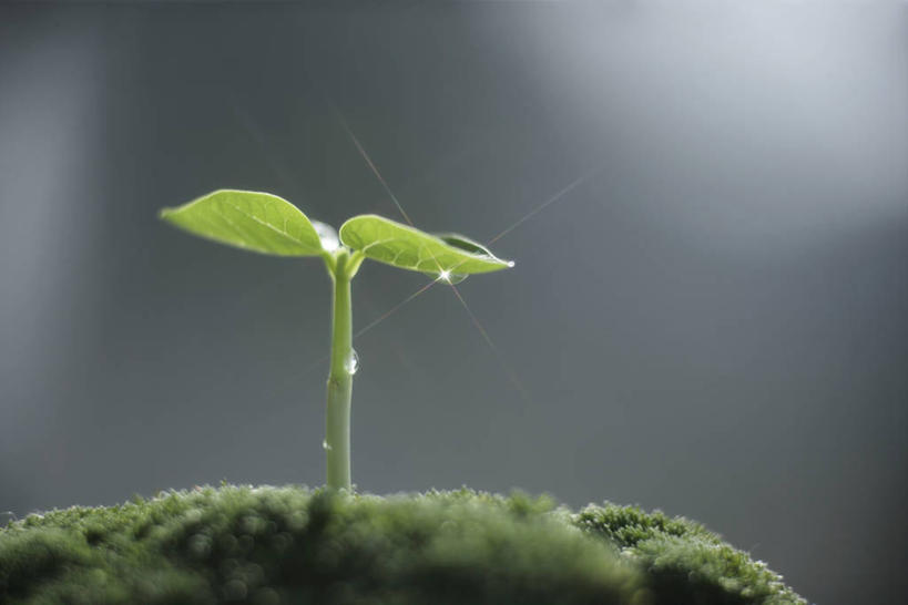 无人,横图,室外,特写,白天,正面,美景,水,露水,生气,朦胧,模糊,透明,液体,景观,水滴,青苔,苔藓,幼苗,水珠,自然,露珠,嫩芽,景色,活力,朝气,生机,希望,剔透,自然风光,灵动,新苗,通明,彩图,晶莹