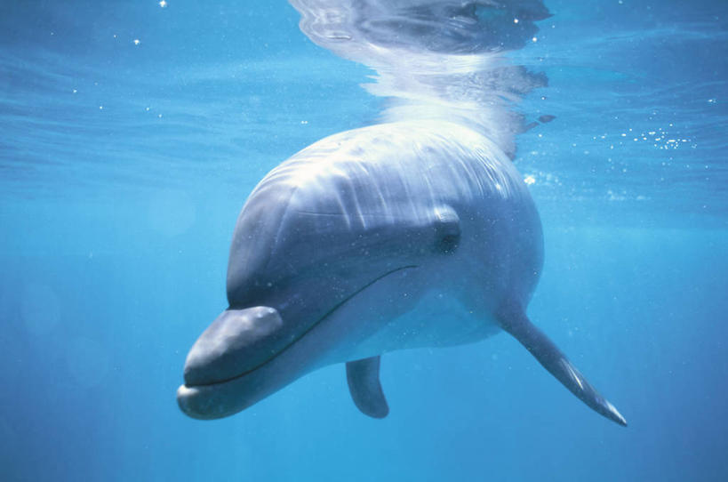 游泳,无人,横图,室外,白天,正面,海底,水下,海浪,海洋,美景,哺乳动物,海豚,鲸鱼,东京,日本,亚洲,景观,浪花,水底,注视,海洋生物,一只,自然,海水,动物,观察,看,景色,海底世界,鲸,观看,察看,关注,自然风光,水生动物,水生物,海景,东亚,海底动物,本州,关东地方,本州岛,日本国,东京都,泅水,鲸类,小笠原群岛,拍浮,父岛列岛,大海,风浪,海,海床,海水的波动,近岸浪,涌浪,彩图,全身