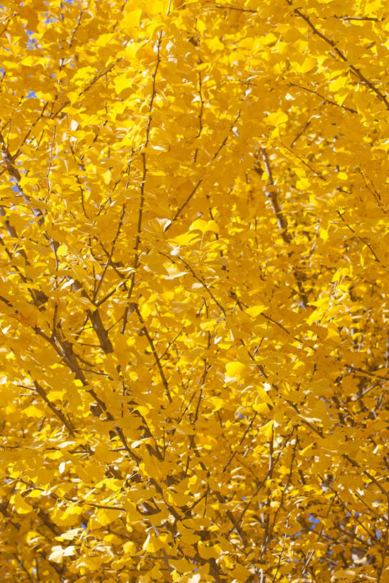 无人,竖图,室外,特写,白天,正面,美景,秋季,树林,植物,银杏树,阴影,光线,影子,景观,树,树木,绿色,阳光,自然,金色,景色,生长,成长,自然风光,鸭脚树,秋,秋天,银杏,公孙树,白果,彩图